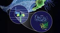 Illustration of a CAR T cell (green) engaging a cancer cell, CD19 (blue).